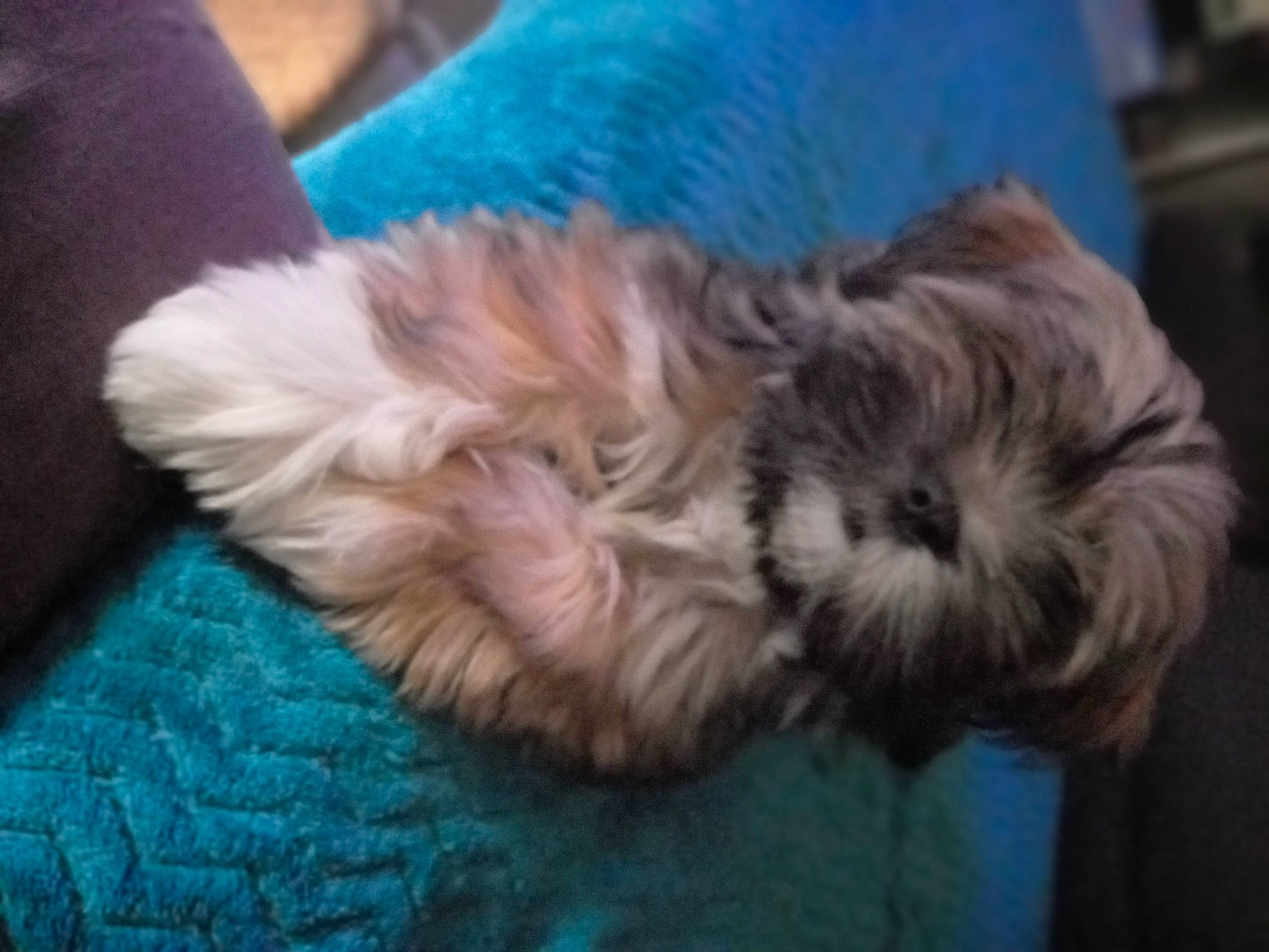 Tika a rejoint le concours — aidez-le/la à gagner de superbes lots ! canidae, carnivore, cockapoo, companion_dog, dog, dog_breed, dog_supply, fur, liver, poodle_crossbreed, puppy_love, shih_poo, shih_tzu, small_terrier, snout, sporting_group, terrier, toy_dog, working_animal, yorkipoo