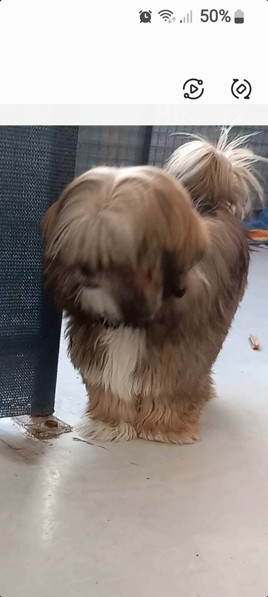 Tika a rejoint le concours — aidez-le/la à gagner de superbes lots ! canidae, carnivore, companion_dog, dog, dog_breed, fawn, fur, liver, maltepoo, non_sporting_group, paw, shih_tzu, small_terrier, sporting_group, tail, terrestrial_animal, terrier, toy_dog, whiskers, working_animal