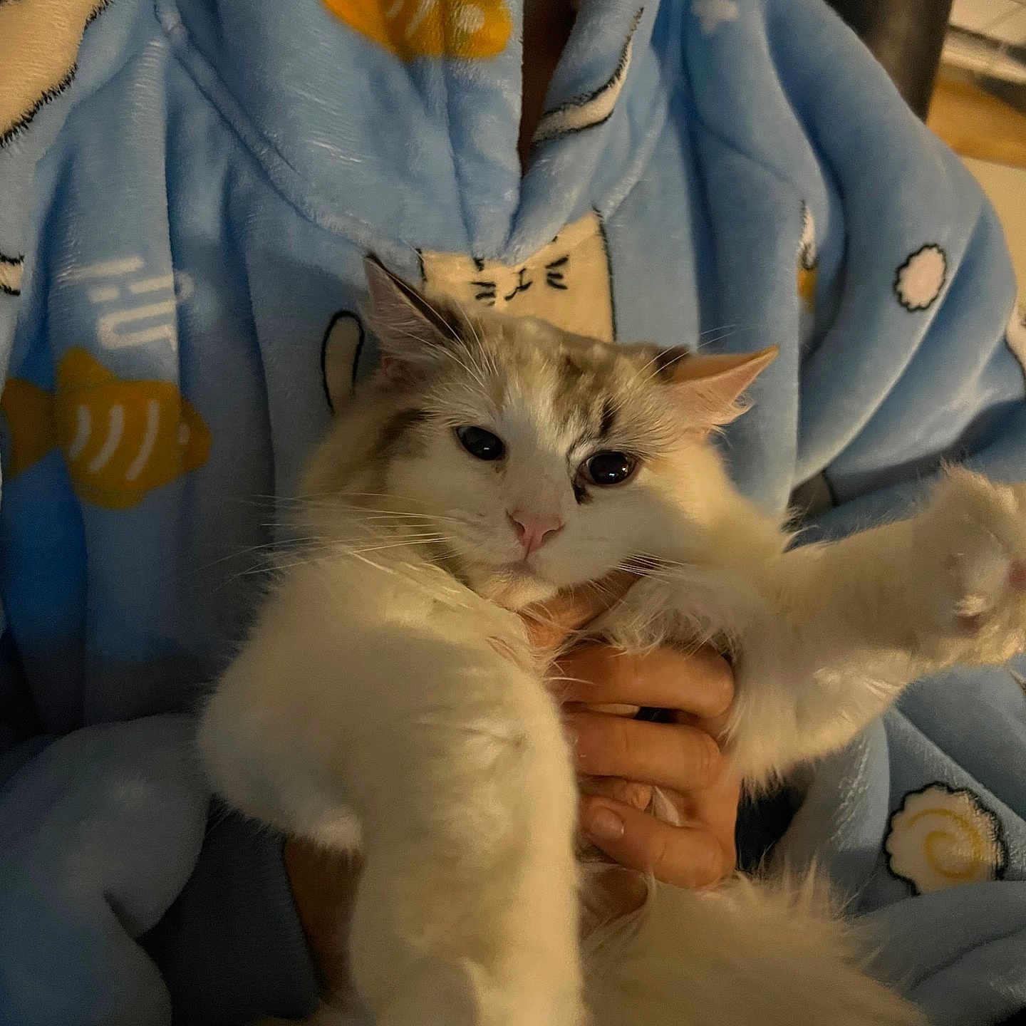 Eve joined the competition — help win amazing prizes! angora, animal, blanket, bodypart, cat, chair, clothing, couch, face, finger, furniture, hand, head, kitten, manx, person, pet, photography, portrait, siamese