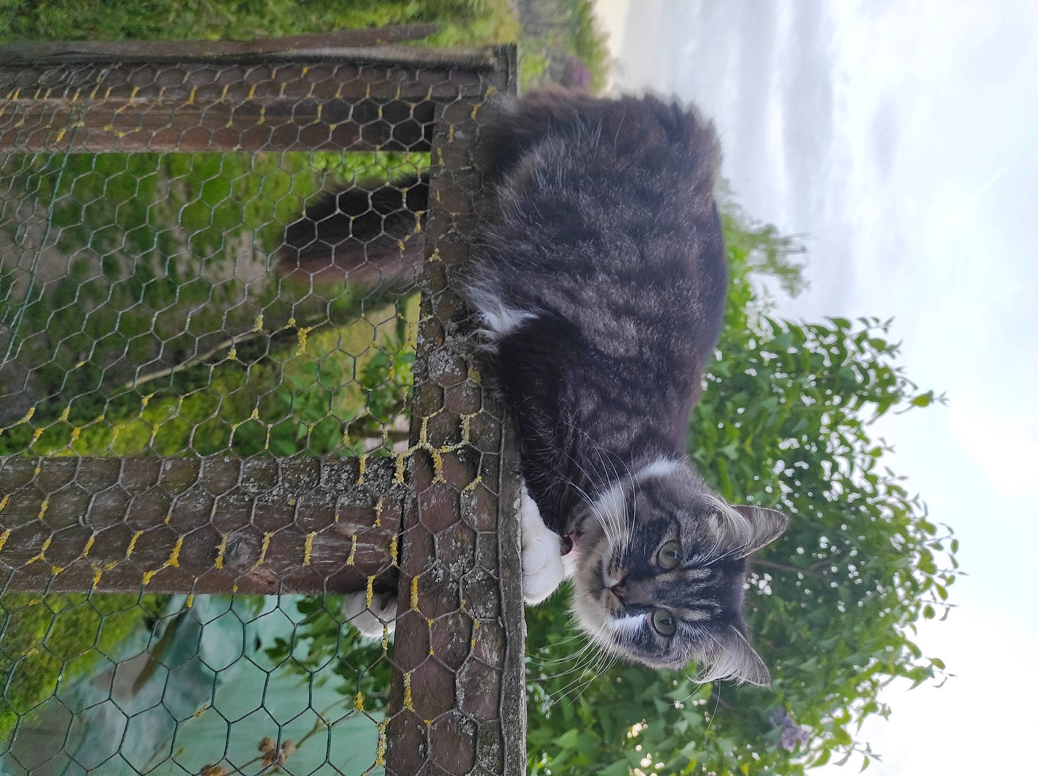 Stalone participe au concours pour gagner de l'argent avec cette photo : carnivore, cat, domestic_short_haired_cat, felidae, fence, fur, grass, mesh, plant, sky, small_to_medium_sized_cats, snout, tail, terrestrial_animal, tree, trunk, vertebrate, whiskers, wildlife, wire_fencing
