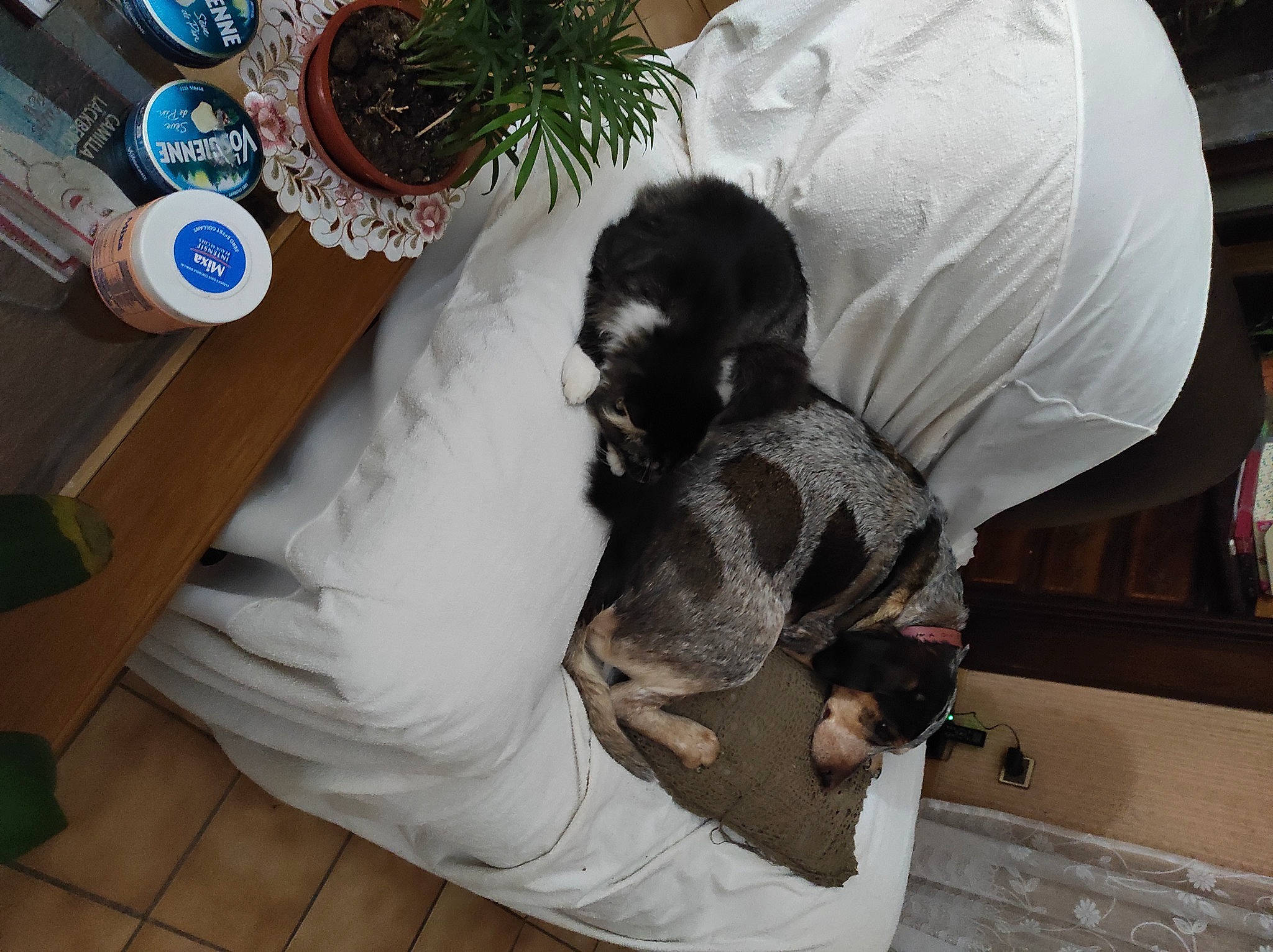 Stalone a rejoint le concours — aidez-le/la à gagner de superbes lots ! beard, canidae, carnivore, comfort, companion_dog, dog, dog_breed, event, fawn, flooring, fur, hardwood, non_sporting_group, room, sporting_group, toy_dog