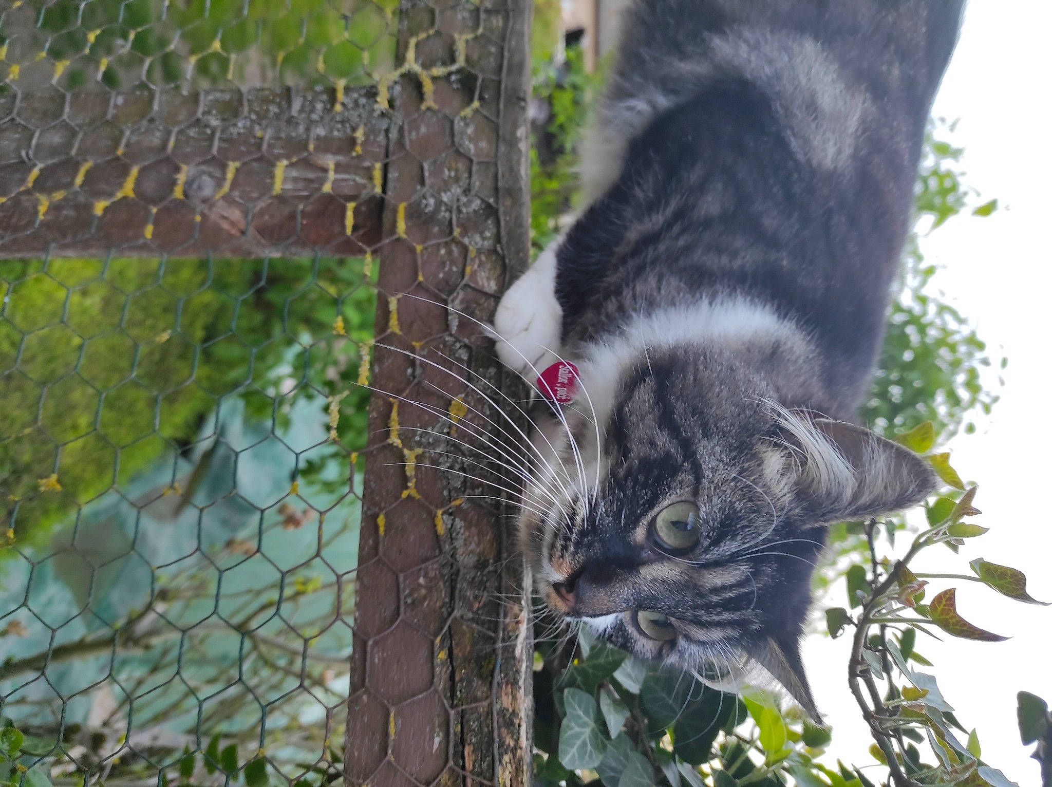 Stalone a rejoint le concours — aidez-le/la à gagner de superbes lots ! black_cat, canidae, carnivore, cat, dog_breed, domestic_short_haired_cat, felidae, fence, grass, mesh, plant, small_to_medium_sized_cats, snout, sporting_group, tail, tree, trunk, whiskers, window, wire_fencing