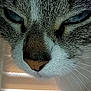 animal, cat, close_up, eyes, face, fur, indoor, light, moody, muzzle, nose, pet, portrait, shadow, soft_light, striped, tabby, texture, whiskers, window_blinds