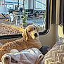 golden_retriever, dog, blanket, pillow, rv, window, camping, outdoor, leaves, furniture, cozy, pet, animal, resting, sunlight, interior, leash, hat, nature, relaxing
