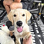 Hank is registered to the contest to win money with this photo: dog, golden_retriever, puppy, handshake, person, sitting, tongue_out, happy, indoor, plush_toy, carpet, casual_clothing, black_and_white_rug, pet, cute, animal, friendship, paw, smiling, closeup
