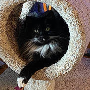 Bella is registered to the contest to win money with this photo: cat, black_cat, white_fur, fluffy, cat_tree, cozy, indoor, pet, feline, paw, relaxed, looking, animal, fur, home, carpet, toy, playful, cute, resting