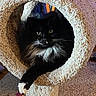 cat, black_cat, white_fur, fluffy, cat_tree, cozy, indoor, pet, feline, paw, relaxed, looking, animal, fur, home, carpet, toy, playful, cute, resting