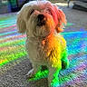 animal, blurred_background, bright_colors, carpet, colorful_lighting, cute, decor, dog, fluffy, furniture, home, indoor, living_room, pet, portrait, rainbow_light, sitting, small_dog, sunlight, white_dog
