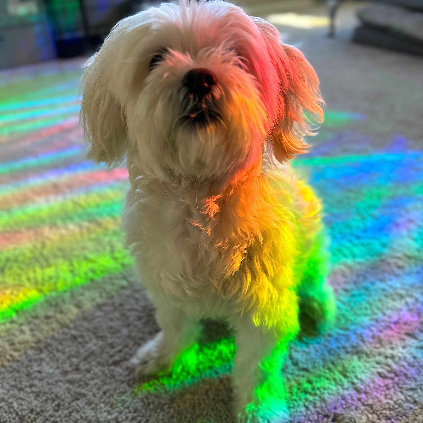 Boo is registered to the contest to win money with this photo: animal, blurred_background, bright_colors, carpet, colorful_lighting, cute, decor, dog, fluffy, furniture, home, indoor, living_room, pet, portrait, rainbow_light, sitting, small_dog, sunlight, white_dog