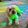 Boo joined the competition — help win amazing prizes! animal, bright_colors, carpet, colorful_light, cozy, cute, dog, floor, fluffy, home, indoor, pet, playful, rainbow_colors, reflection, relaxed, small_dog, sunlight, tongue_out, white_dog