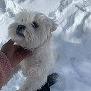 Boo is registered to the contest to win money with this photo: animal, black_pants, cold, curious, cute, dog, fluffy, footwear, fur, hand, nature, outdoor, paw_prints, person, pet, playful, snow, white_dog, winter, winter_clothing