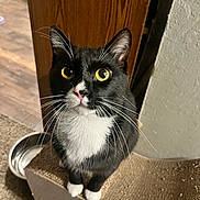 Socks joined the competition — help win amazing prizes! cat, tuxedo_cat, yellow_eyes, whiskers, scratching_post, indoor, carpet, wooden_door, curious, pet, feline, black_and_white, paws, close_up, animal, domestic_cat, looking_up, fur, cute, household