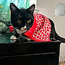 Socks joined the competition — help win amazing prizes! cat, tuxedo_cat, pet, animal, indoor, curtain, black_furniture, cape, heart_pattern, adorable, whiskers, orange_eyes, feline, cute, domestic_cat, table, portrait, curious, closeup, resting
