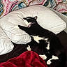 cat, sleeping, bed, pillow, black_and_white, blanket, indoor, pet, cozy, resting, feline, collar, patterned_wall, pink, blue, white, fur, paw, relax, cute