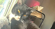 Socks joined the competition — help win amazing prizes! cat, tuxedo_cat, yellow_eyes, window, indoor, slippers, stockings, cozy, pet, animal, feline, resting, fur, whiskers, sunlight, home, soft, curious, relaxed, comfortable