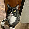 cat, tuxedo_cat, yellow_eyes, whiskers, scratching_post, carpet, wooden_cabinet, metal_bowl, indoor, pet, feline, curious, black_and_white, paws, close_up, looking_up, domestic_animal, household, fur, animal