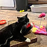 cat, tuxedo_cat, toy, feather_toy, scratcher, cardboard, floor, wood_floor, playful, pet, indoor, kitchen, furniture, mouse_toy, colorful, spring_toy, black_and_white, paw, relaxing, animal