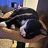 Socks is registered to the contest to win money with this photo: cat, black_and_white, pet, animal, indoor, relaxed, feline, whiskers, paws, cat_tree, cozy, fur, perch, resting, close_up, domestic, cute, sleepy, yellow_eyes, soft_lighting