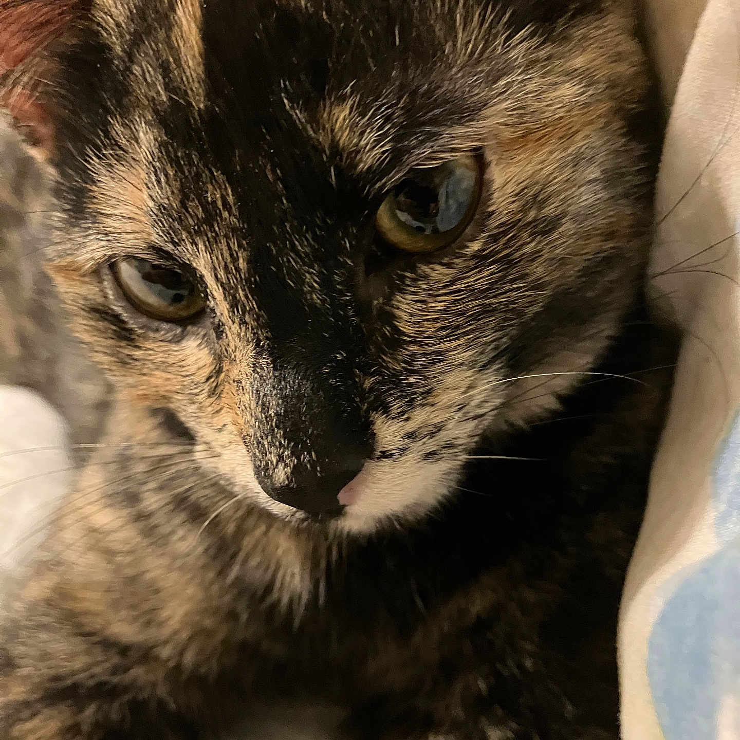 Coco joined the competition — help win amazing prizes! animal, cat, close_up, closeup, cozy, cute, eyes, face, feline, fur, indoor, nose, pet, portrait, relaxed, resting, sleepy, soft, tortoiseshell, whiskers