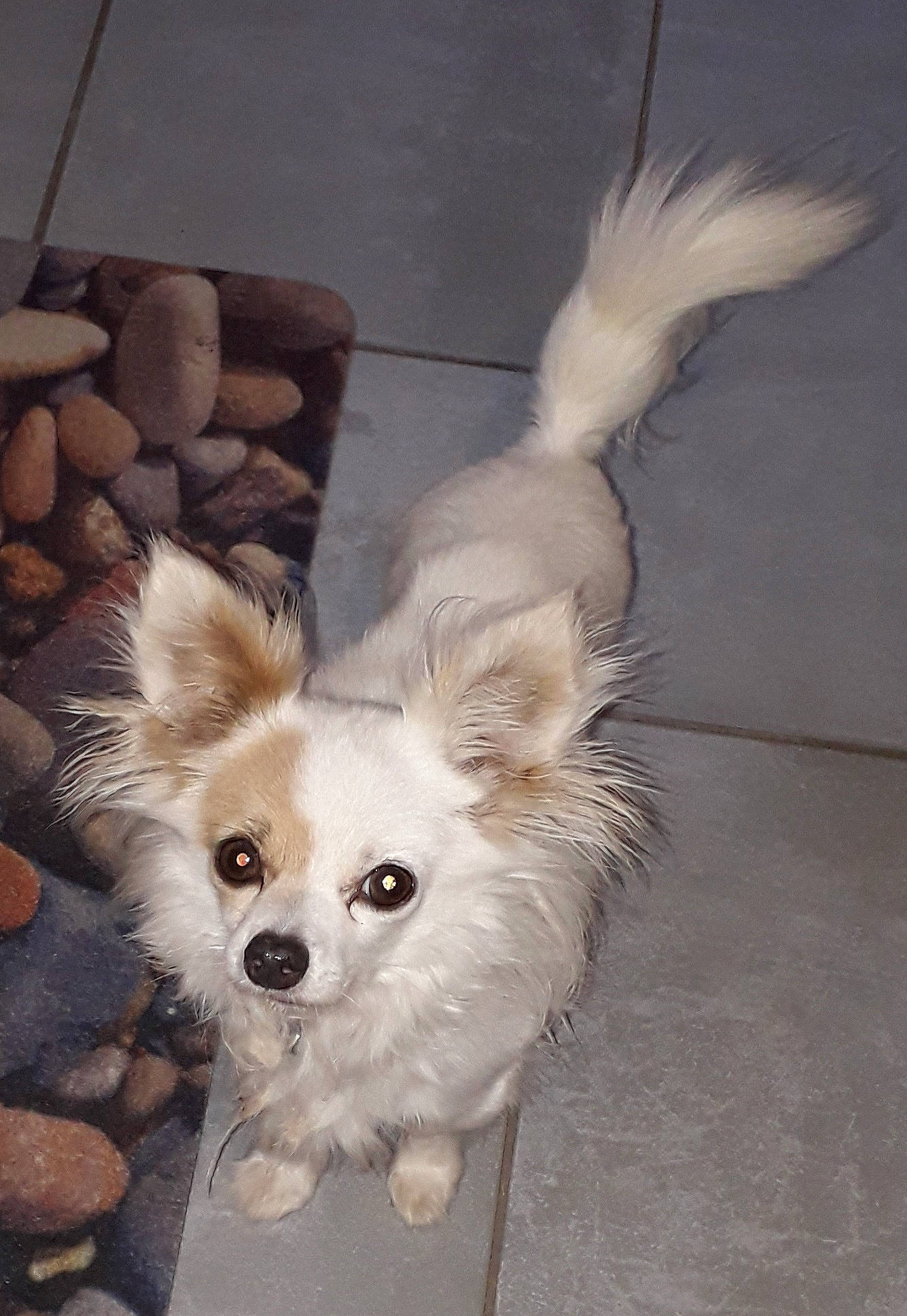 Jackson participe au concours pour gagner de l'argent avec cette photo : canidae, carnivore, chihuahua, companion_dog, dog, dog_breed, dog_supply, ear, fashion_accessory, fawn, fur, maltepoo, non_sporting_group, pet_supply, small_terrier, snout, sporting_group, tail, toy_dog, whiskers