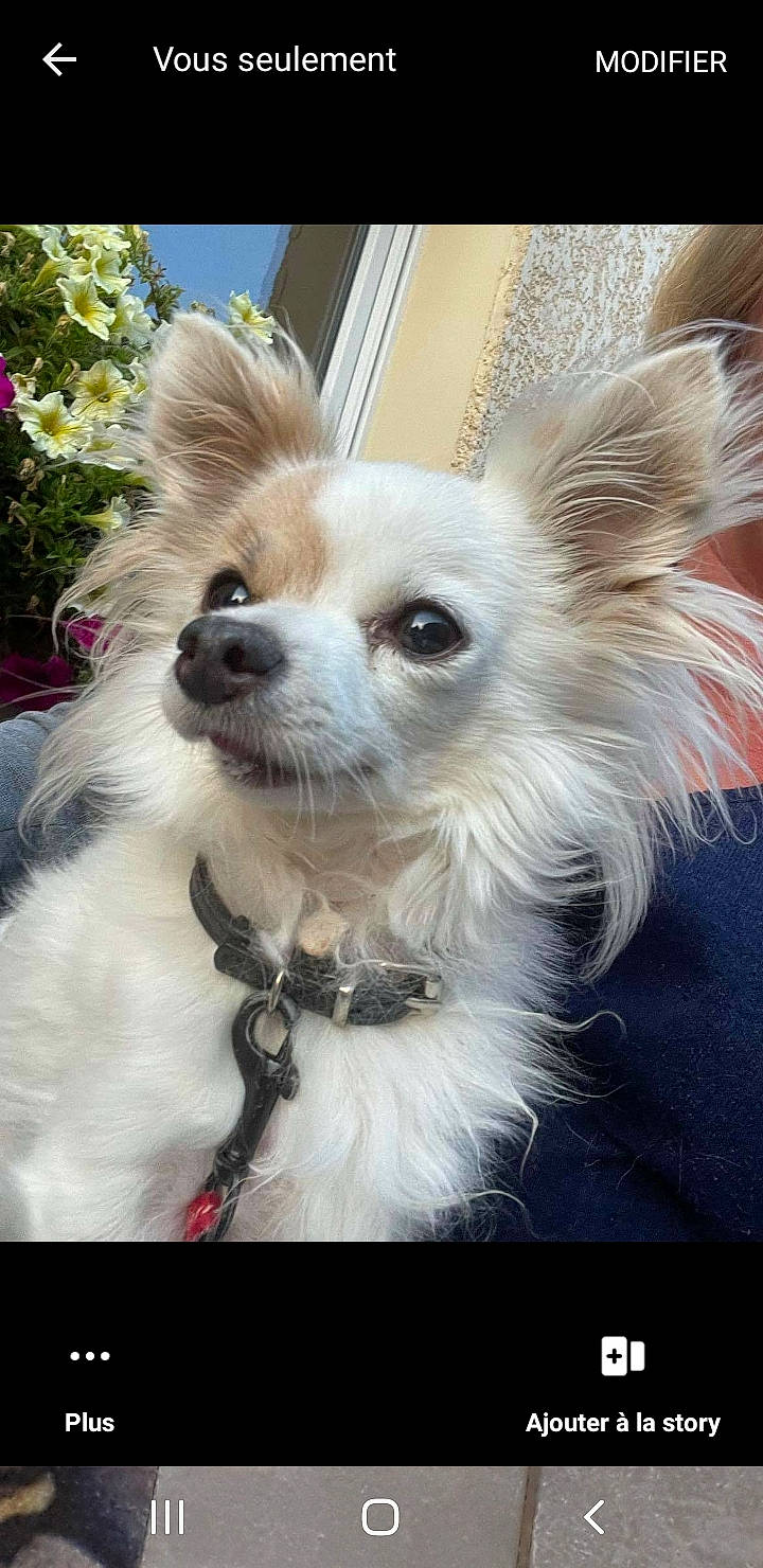 Jackson a rejoint le concours — aidez-le/la à gagner de superbes lots ! canidae, carnivore, companion_dog, corgi_chihuahua, dog, dog_breed, dog_collar, dog_supply, ear, eyewear, fashion_accessory, fawn, flower, fur, plant, puppy, snout, sporting_group, toy_dog, whiskers