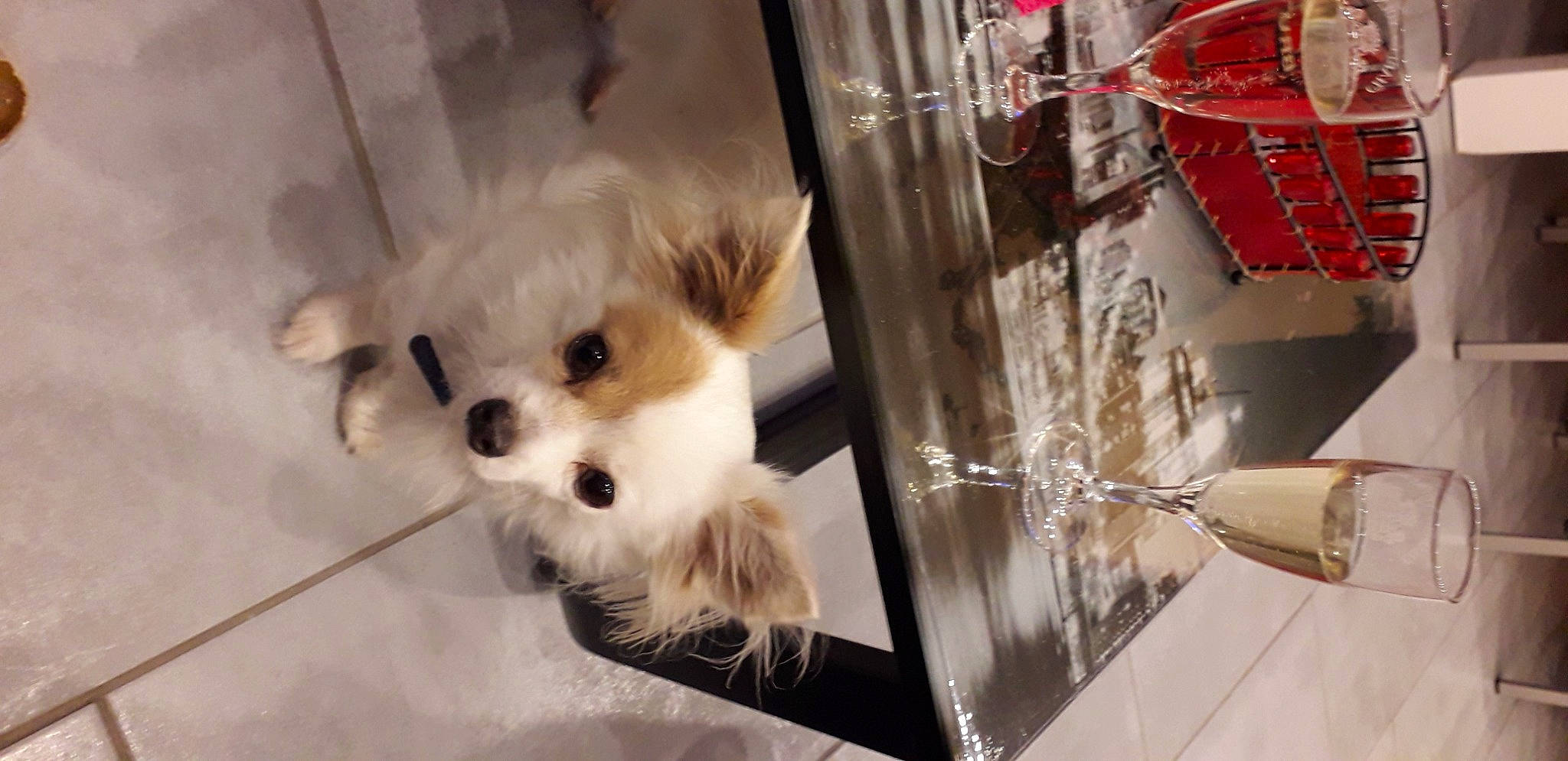 Jackson participe au concours pour gagner de l'argent avec cette photo : canidae, carnivore, companion_dog, dog, dog_breed, dog_supply, fashion_accessory, fawn, fur, jewellery, puppy, room, small_terrier, sporting_group, stuffed_toy, textile, toy, toy_dog, whiskers, working_animal