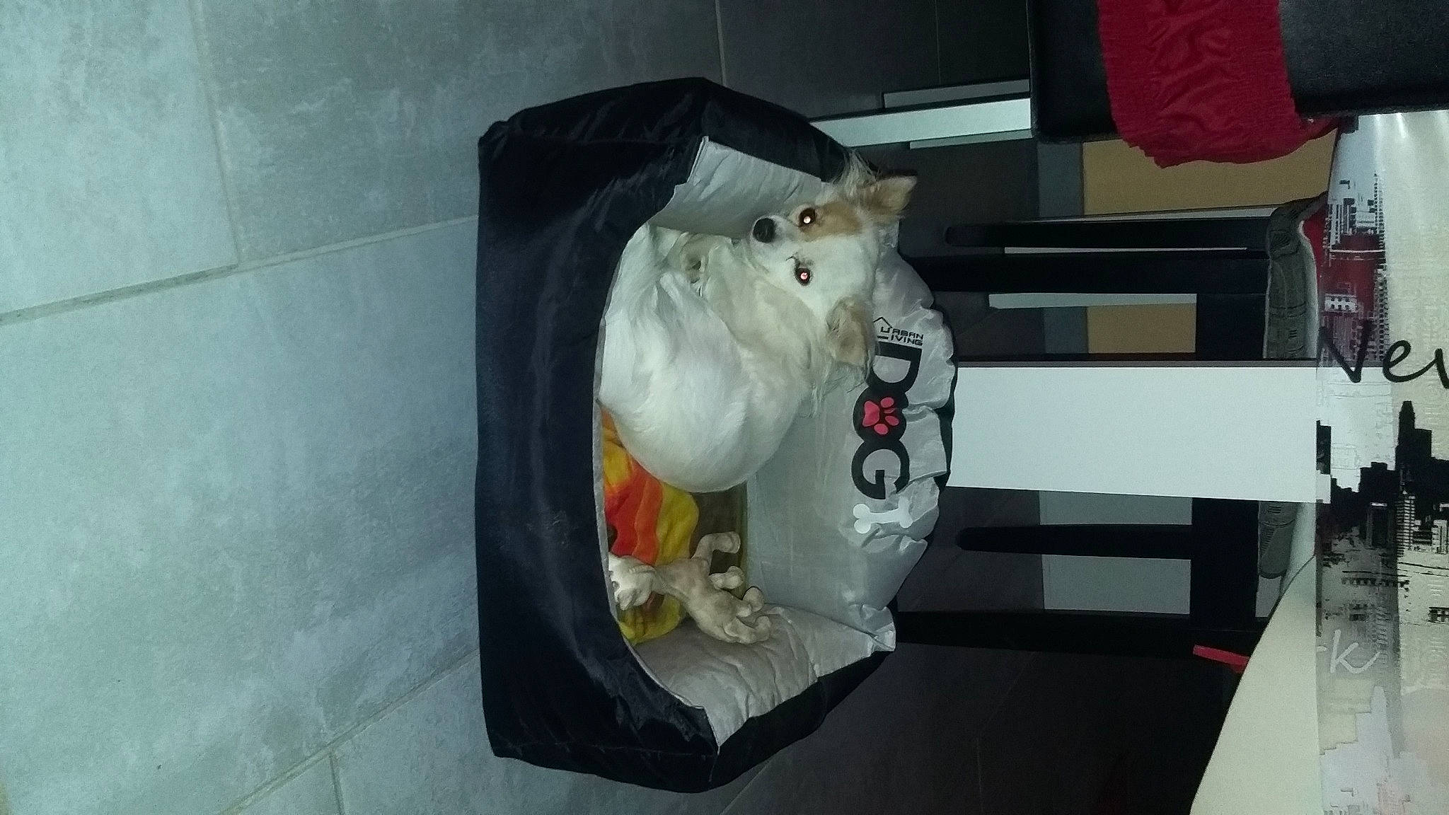 Jackson a rejoint le concours — aidez-le/la à gagner de superbes lots ! bear, canidae, carmine, carnivore, felidae, flag, fur, gas, machine, room, snout, sporting_group, stuffed_toy, tail, toy