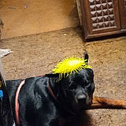 Destiny joined the competition — help win amazing prizes! dog, black_dog, toy, yellow_toy, indoor, carpet, floor, pet, animal, collar, resting, lying_down, canine, playful, household, furniture, cabinet, brown, domestic, funny