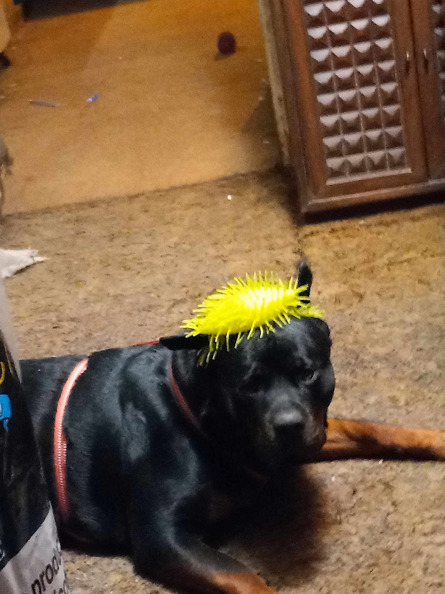 Destiny joined the competition — help win amazing prizes! dog, black_dog, toy, yellow_toy, indoor, carpet, floor, pet, animal, collar, resting, lying_down, canine, playful, household, furniture, cabinet, brown, domestic, funny