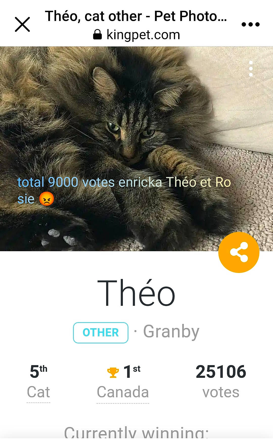 Swan participe au concours pour gagner de l'argent avec cette photo : carnivore, cat, claw, event, felidae, font, fur, graphics, holiday, logo, paw, photo_caption, plant, screenshot, small_to_medium_sized_cats, snout, terrestrial_animal, vertebrate, whiskers, wildlife