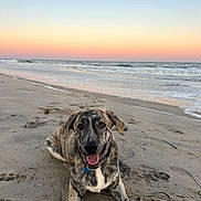 Moose is registered to the contest to win money with this photo: dog, beach, sand, ocean, waves, sunset, sky, animal, canine, outdoor, nature, water, happy, pet, relaxing, coast, shore, smiling, summer, vacation