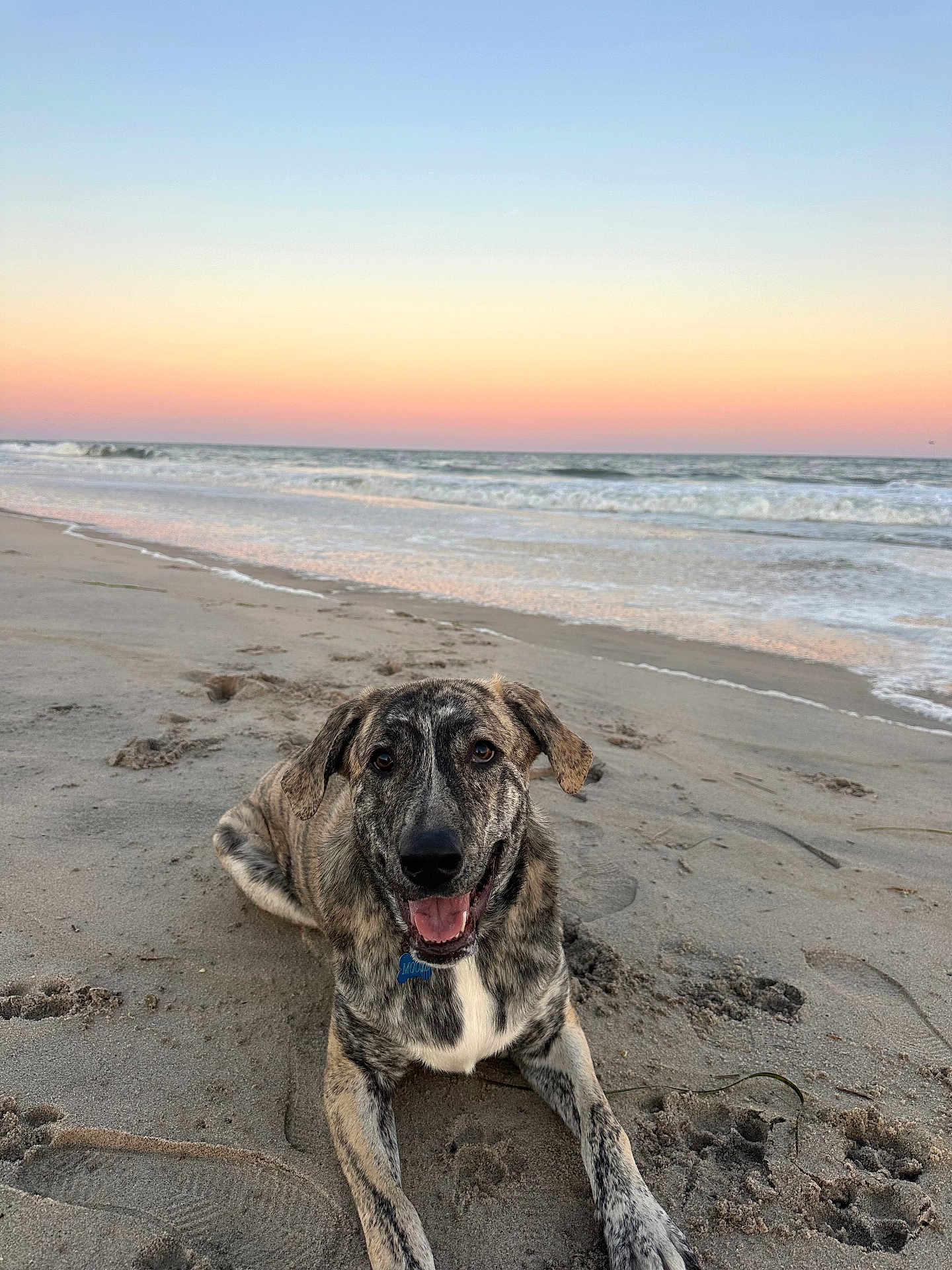 Moose is registered to the contest to win money with this photo: dog, beach, sand, ocean, waves, sunset, sky, animal, canine, outdoor, nature, water, happy, pet, relaxing, coast, shore, smiling, summer, vacation