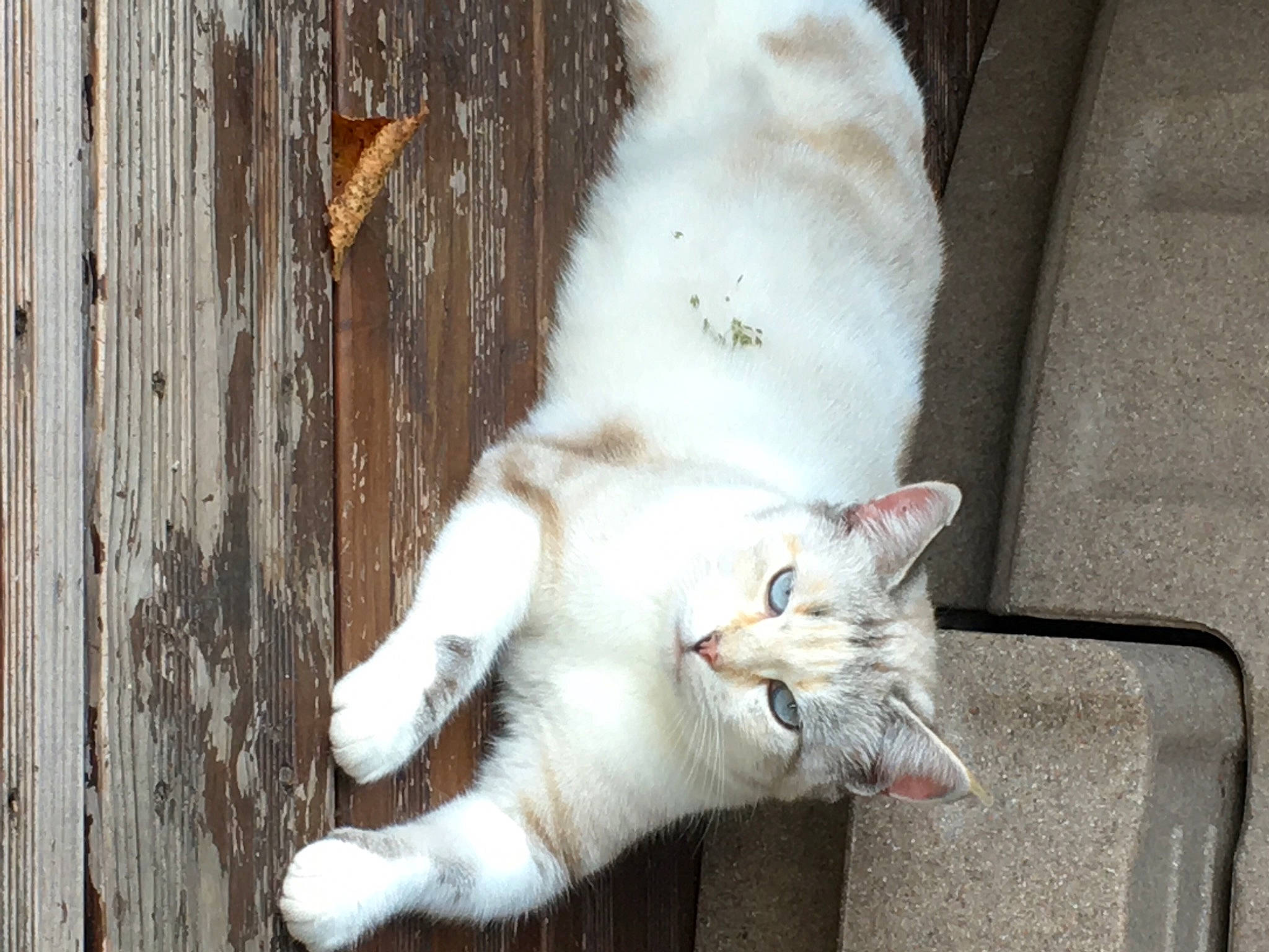 Candy a rejoint le concours — aidez-le/la à gagner de superbes lots ! canidae, carnivore, cat, claw, domestic_short_haired_cat, fawn, felidae, fur, paw, small_to_medium_sized_cats, snout, tail, terrestrial_animal, trunk, whiskers, wood