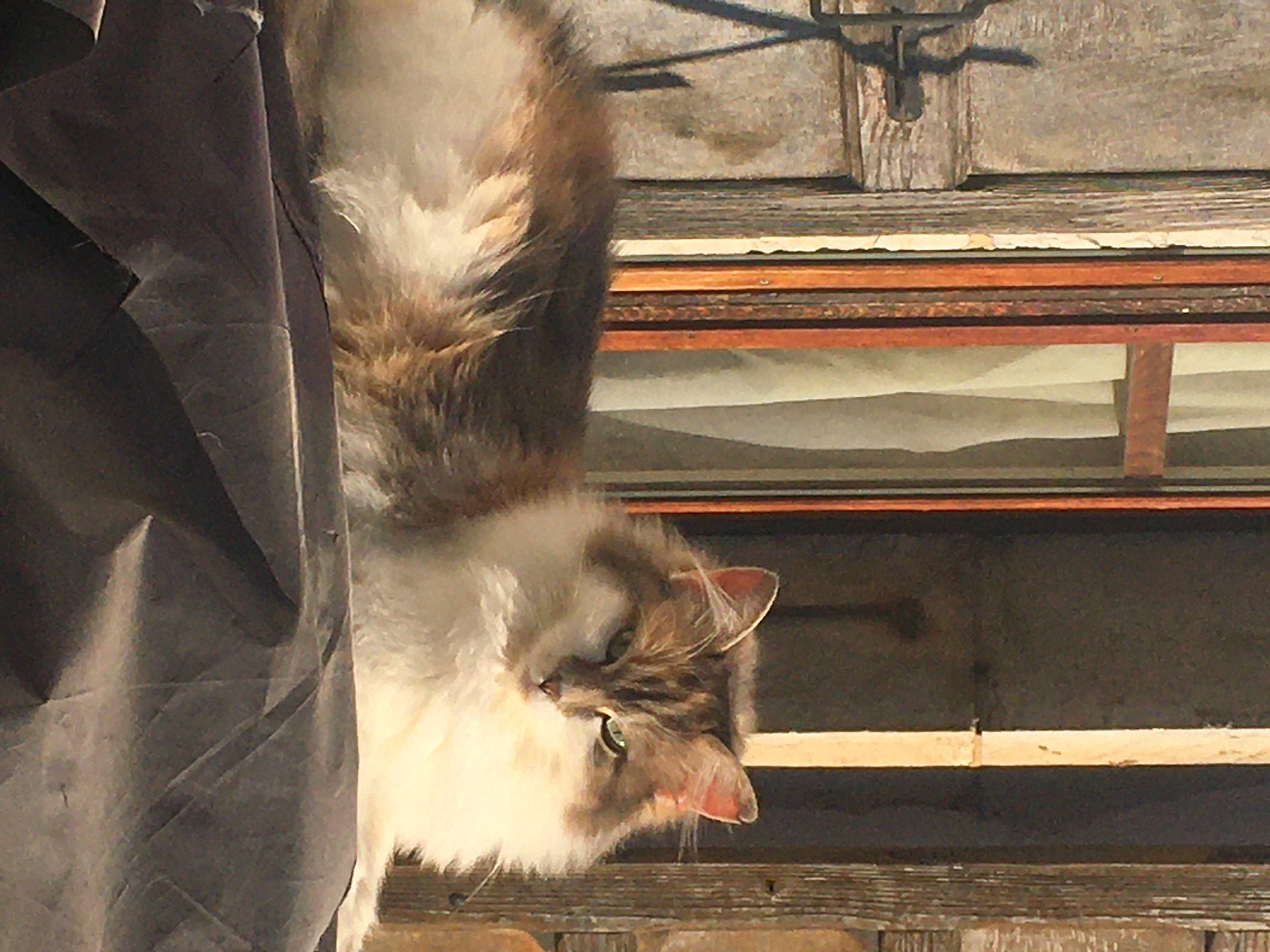 Ophélie participe au concours pour gagner de l'argent avec cette photo : animal_shelter, carnivore, cat, claw, domestic_short_haired_cat, fawn, felidae, fur, grey, mammal, paw, small_to_medium_sized_cats, snout, tail, terrestrial_animal, tints_and_shades, vertebrate, whiskers, window, wood