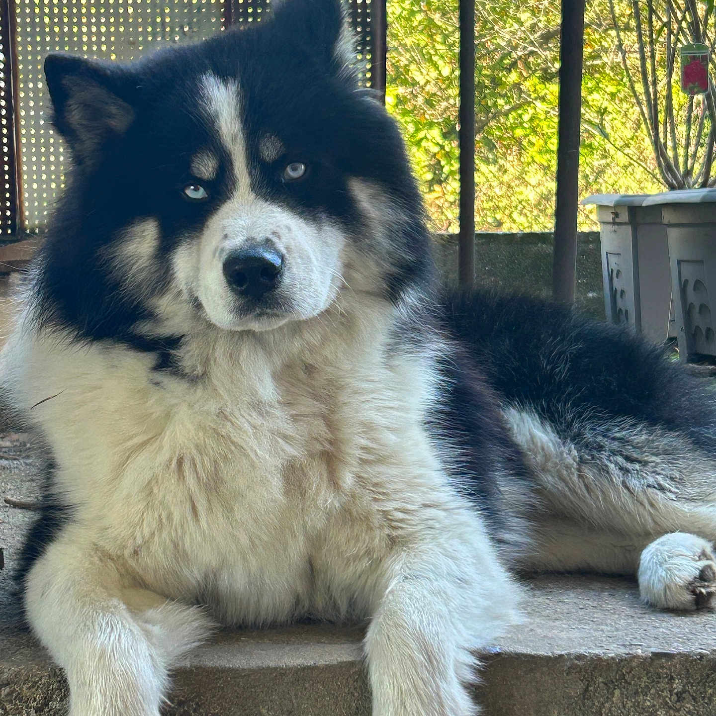 Colby a rejoint le concours — aidez-le/la à gagner de superbes lots ! animal, background, black_and_white, blue_eyes, canine, daylight, dog, ears, fluffy, fur, nature, nose, outdoor, paw, pet, portrait, relaxed, resting, sitting, stone