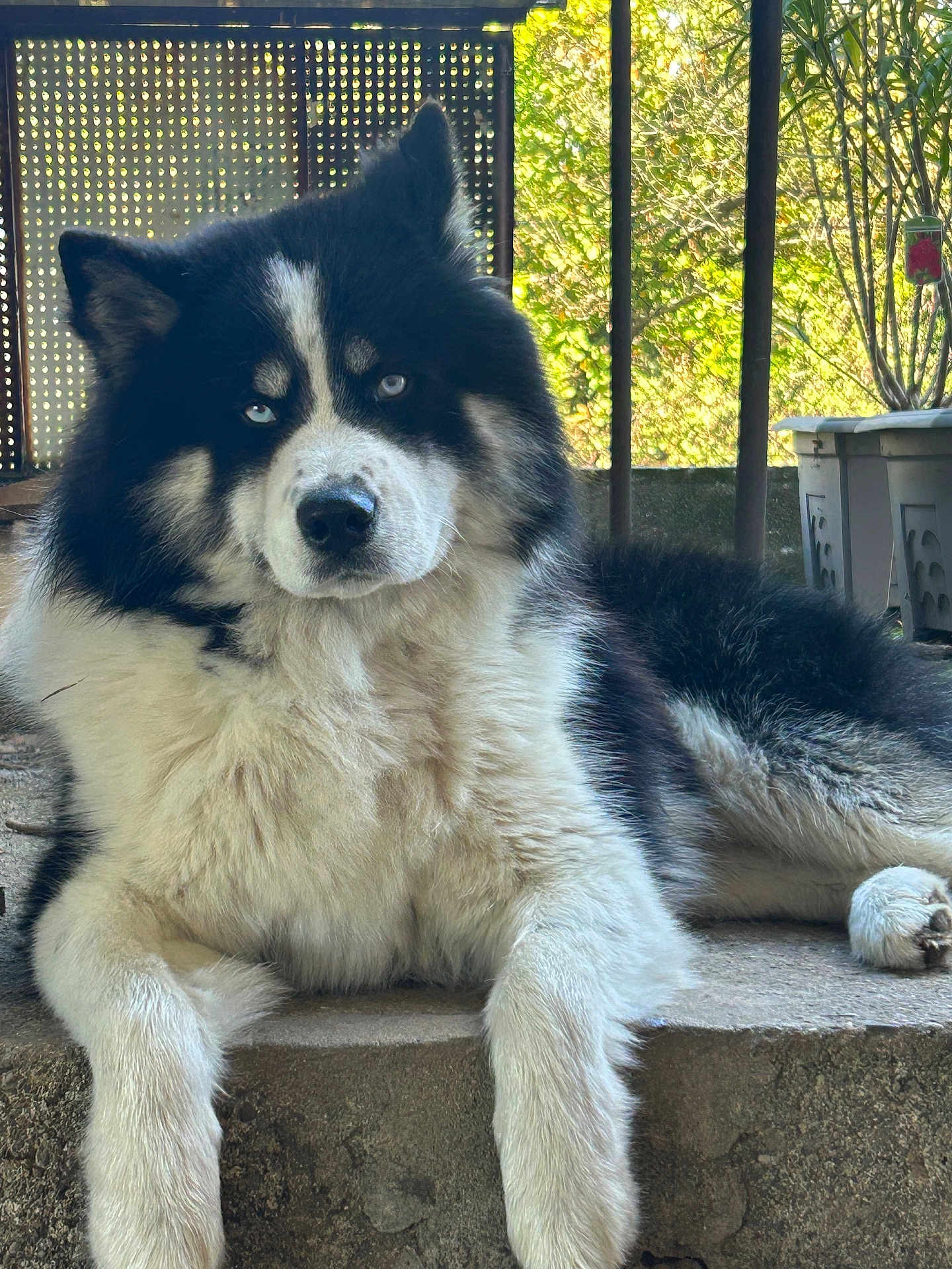 Colby a rejoint le concours — aidez-le/la à gagner de superbes lots ! dog, animal, fluffy, blue_eyes, sitting, outdoor, pet, fur, canine, portrait, relaxed, nature, daylight, stone, black_and_white, ears, nose, paw, resting, background