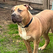 Locky participe au concours pour gagner de l'argent avec cette photo : dog, animal, pet, canine, outdoor, grass, fence, collar, alert, brown, tan, muscular, yard, nature, mammal, standing, guarding, ears, face, snout