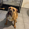 animal, brown_dog, canine, crate, curious, dog, domestic, door, ears, floor, household, indoor, looking_up, paw, pet, room, shadow, sitting, snout, tile_floor