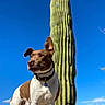 Beau Bearington joined the competition — help win amazing prizes! alert, animal, blue_sky, brown, cactus, canine, collar, daytime, desert, dog, ears, landscape, nature, outdoor, pet, plant, sky, standing, sunny, white