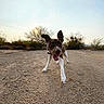 animal, bushes, canine, daylight, desert, dog, ears, ground, happy, landscape, nature, outdoor, pet, playful, sand, sky, sunset, tongue, trees, walking