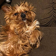 Benny is registered to the contest to win money with this photo: dog, pet, brown, fluffy, fur, couch, relaxed, indoor, small_dog, laying, cute, animal, mammal, face, ears, furry, domestic_animal, companion, friendly, portrait