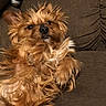 dog, pet, brown, fluffy, fur, couch, relaxed, indoor, small_dog, laying, cute, animal, mammal, face, ears, furry, domestic_animal, companion, friendly, portrait