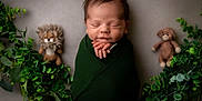 Bear joined the competition — help win amazing prizes! newborn, baby, swaddled, blanket, sleeping, plush_toy, lion_toy, bear_toy, greenery, leaves, nature_theme, portrait, peaceful, infant, cute, soft_light, indoors, resting, child, adorable