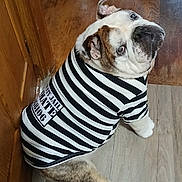 Dylan is registered to the contest to win money with this photo: animal, black, brown, bulldog, costume, cute, dog, door, ears, face, funny, fur, indoor, looking_up, mammal, pet, sitting, striped_clothing, white, wooden_floor