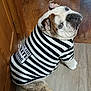animal, black, brown, bulldog, costume, cute, dog, door, ears, face, funny, fur, indoor, looking_up, mammal, pet, sitting, striped_clothing, white, wooden_floor