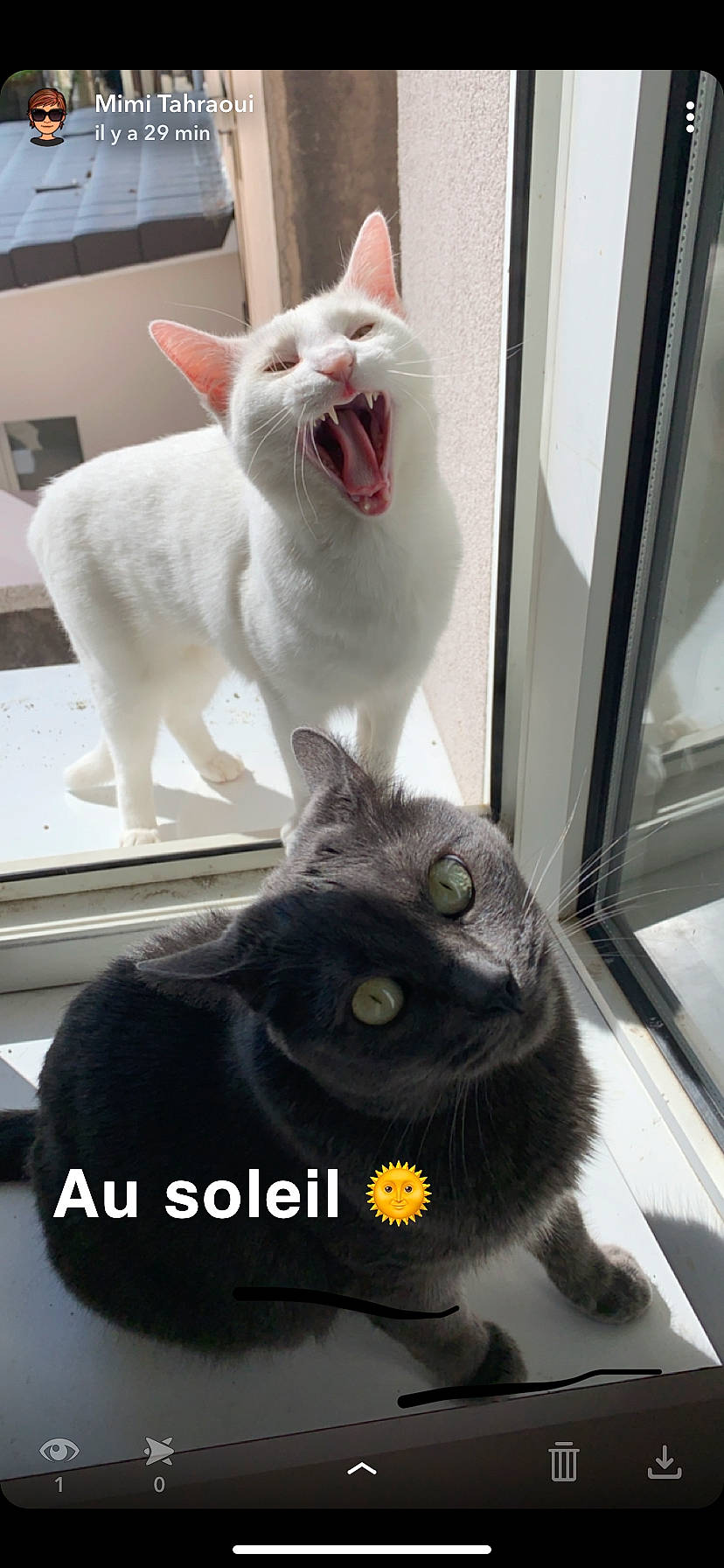 Fanta a rejoint le concours — aidez-le/la à gagner de superbes lots ! asian, black_cat, british_shorthair, carnivore, cat, domestic_short_haired_cat, felidae, fur, german_rex, korat, mammal, photo_caption, polydactyl_cat, russian_blue, small_to_medium_sized_cats, snout, turkish_angora, whiskers