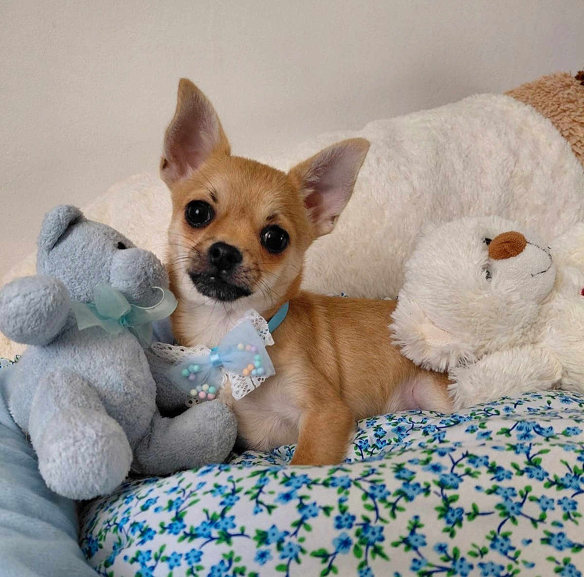 Monsieur Alfred a rejoint le concours — aidez-le/la à gagner de superbes lots ! puppy, dog, toy, stuffed_animal, teddy_bear, bow_tie, floral, blanket, cute, pet, small_dog, brown_fur, indoors, cozy, relaxed, soft_texture, animal, companion, comfort, sleeping_area