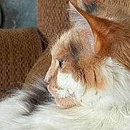 Janice Kromanaker is registered to the contest to win money with this photo: animal, calm, cat, close_up, couch, domestic_animal, ear, feline, fluffy_fur, home, indoor, orange_and_white, pet, portrait, relaxing, resting, side_profile, soft_fur, texture, whiskers
