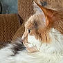 animal, calm, cat, close_up, couch, domestic_animal, ear, feline, fluffy_fur, home, indoor, orange_and_white, pet, portrait, relaxing, resting, side_profile, soft_fur, texture, whiskers