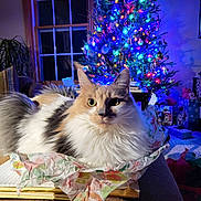 Chelsea joined the competition — help win amazing prizes! cat, calico_cat, fluffy, christmas_tree, holiday_lights, notebooks, tissue_paper, window, curtains, living_room, gifts, decorations, furniture, indoor, pet, cozy, festive, colorful_lights, relaxed, holiday